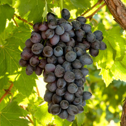 Vigne de table noir sans pépins / Vitis vinifera 'Autumn Royal'